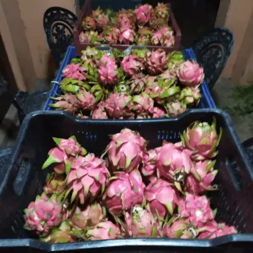 Crates of dragonfruit
