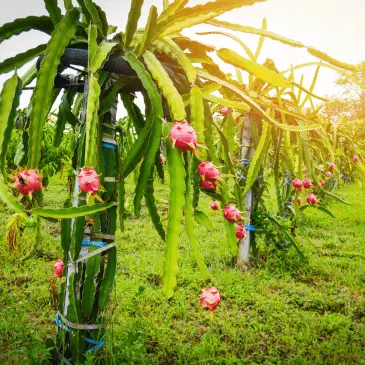 Dragonfruit farm