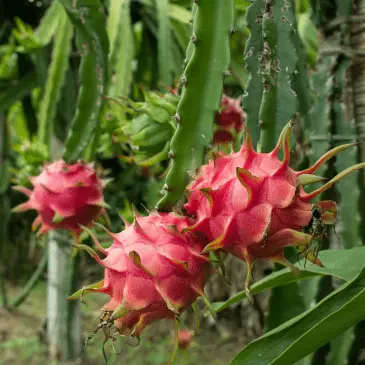 Dragon Fruit