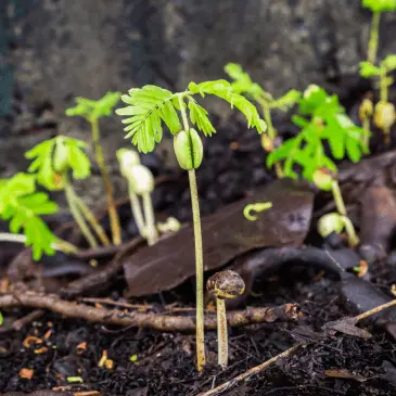 Sweet Tamarind Seedling