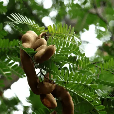 Sweet Tamarind Tree