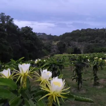 Dragon Fruit Field on Joy Farm