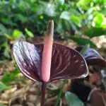 Black Anthurium.