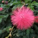 Calliandra.