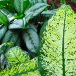 Deffenbachia(BR) Aglonema(TL).