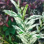 Exotic Plants Variegated Alpinnia.