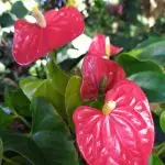 Red Anthurium.