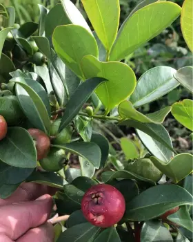 Cattleyanum fruit on tree