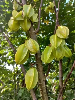 Starfruit on tree